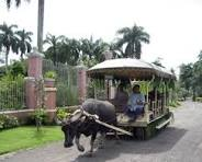 Villa Escudero Carabao Cart